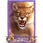 bufallo win h cougar